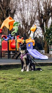 well-trained dog in a public playground