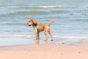 Beat the Heat: Recognizing and Preventing Overheating in Dogs