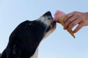 Summer Foods That Are (and Aren’t) Safe for Dogs
