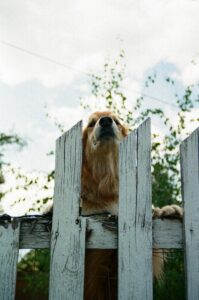 Backyard Safety for Dogs: BBQs, Kids, and Distractions