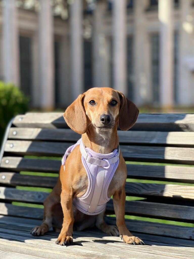 Socialization 101: Fun Ways to Transform Your Dog’s Confidence