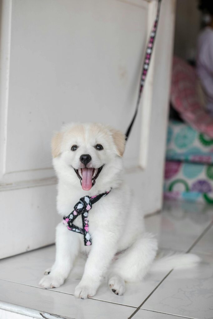 Busy Dog Owners: Proven Ways to Reinforce Training