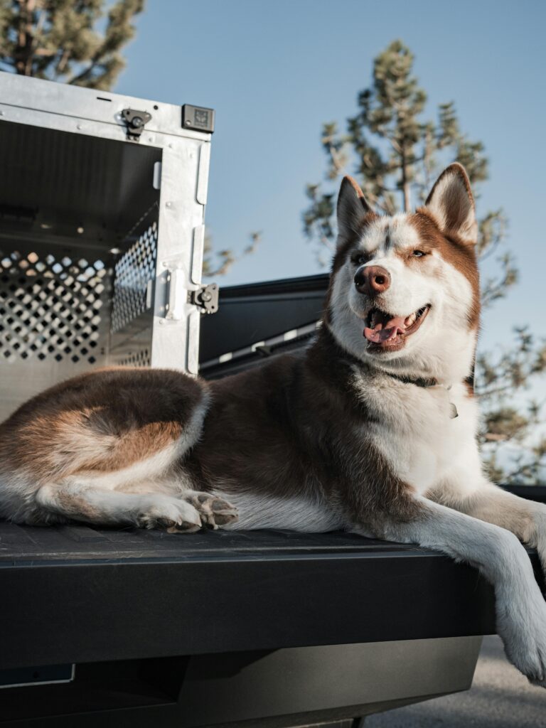 Crate Training 101: The Simple Positive Approach 