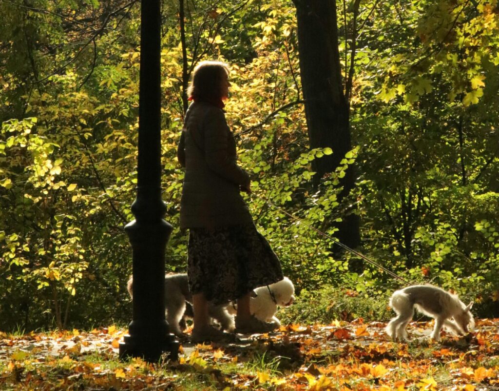 Top 5 Fall Dog Activities in Cleveland That Reinforce Obedience