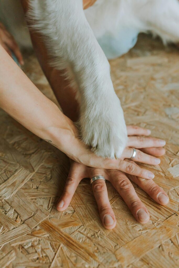 Gratitude Towards Dogs: Wonderful Lessons That Change Lives