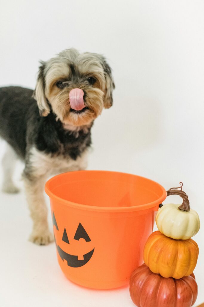 Spooky Halloween with Dogs: Fun Costumes, Candy, and Chaos