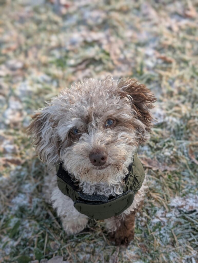 Winter Dog Training: Why Cold Months Are Perfect for Maximum Progress