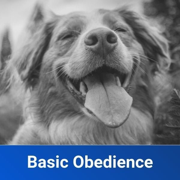 basic obedience dog training