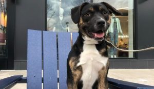 A cute pup at one of the dog-friendly stores in Cleveland