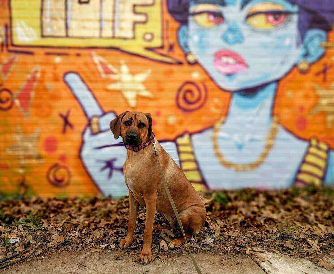 pet-friendly things to do in cleveland oh