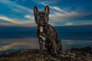 where are the best dog-friendly beaches in cleveland oh