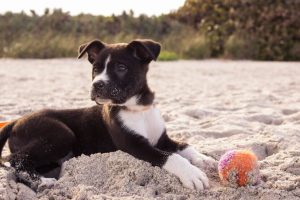 how much does private dog training cost