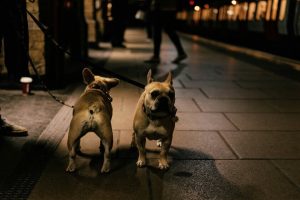 how to start a dog training business