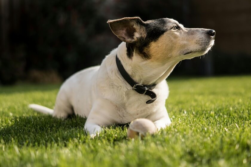 how to use a dog training collar