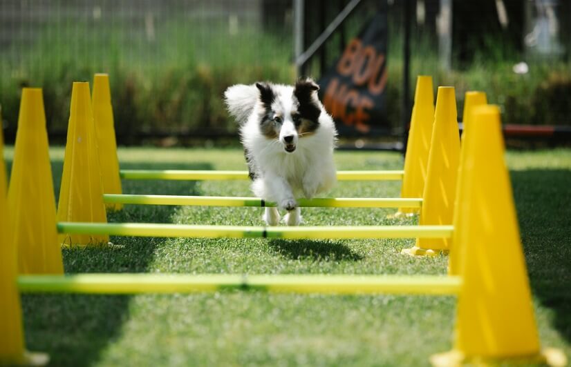 what equipment do you need for dog agility training