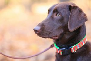 what is the best dog training collar