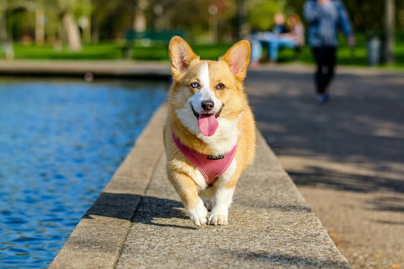 training a dog not to pull when walking