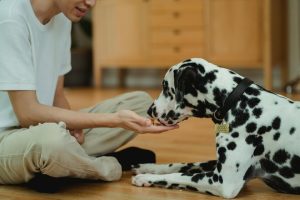 what are the best dog training treats