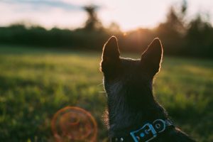 what training is required for an emotional support dog