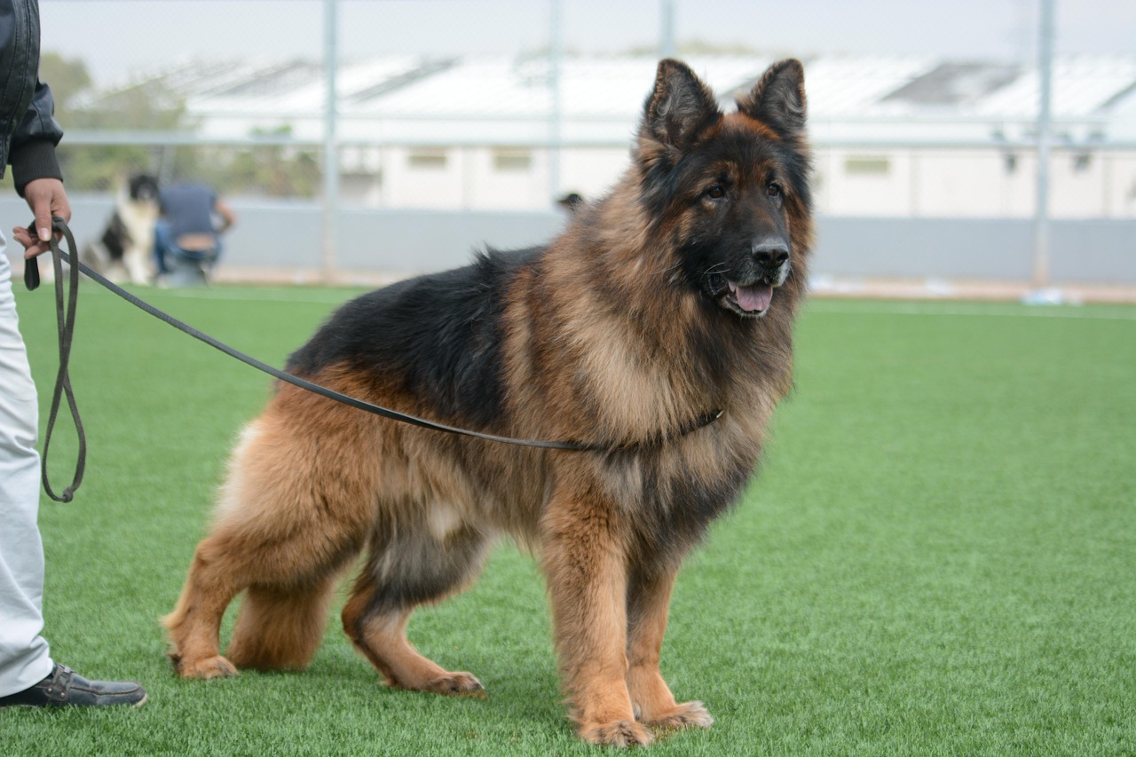 What Is The Best Material for A Dog Sports Training Leash