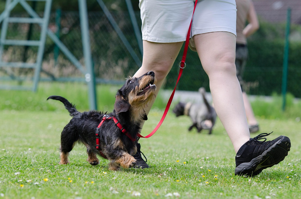 what are the 7 basic commands for dog training