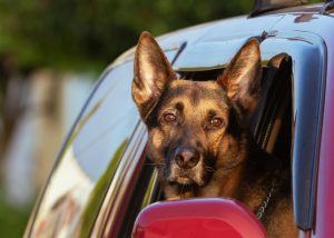 dog in a car going to parks and public places