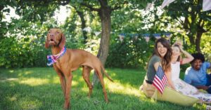 Surviving the Fourth of July: Firework Fears & Noise Anxiety in Dogs
