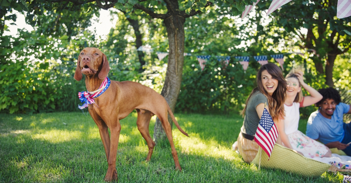 Surviving the Fourth of July: Firework Fears & Noise Anxiety in Dogs