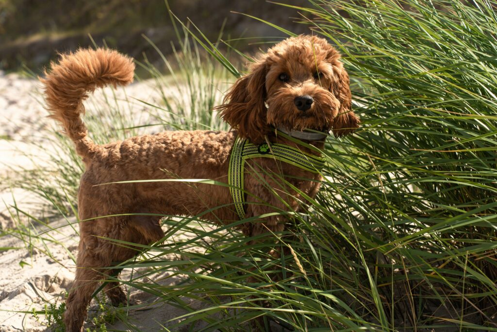 Picture Idea: Beat The Heat Preventing Overheating In Dogs