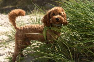 Beat the Heat: Recognizing and Preventing Overheating in Dogs