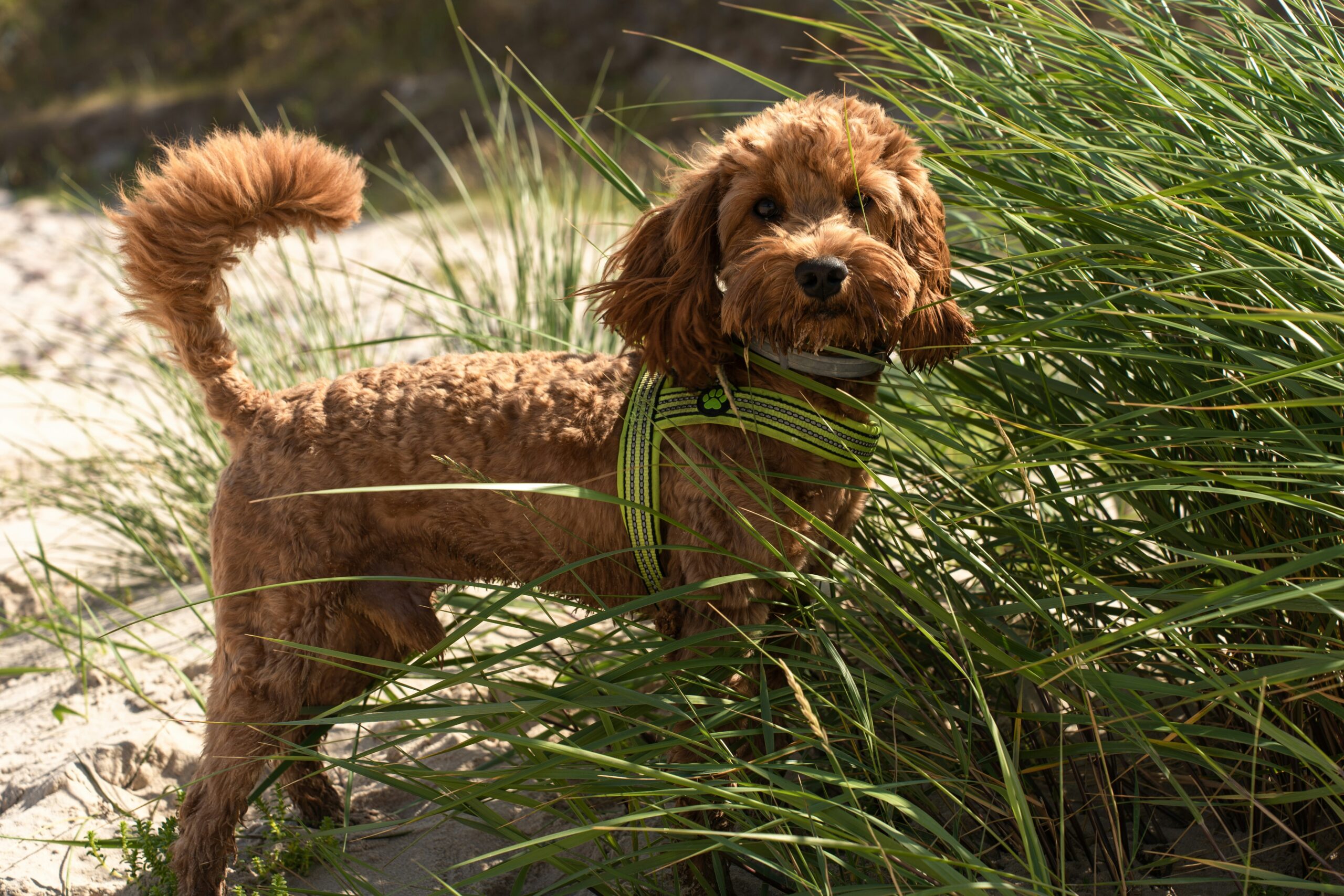 Beat the Heat: Recognizing and Preventing Overheating in Dogs