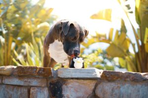 Backyard Safety for Dogs: BBQs, Kids, and Distractions