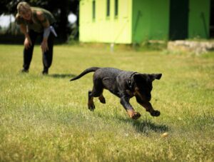 Keep your dog active even when it's too hot outside.
