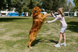 keep your dog active even when it's too hot outside