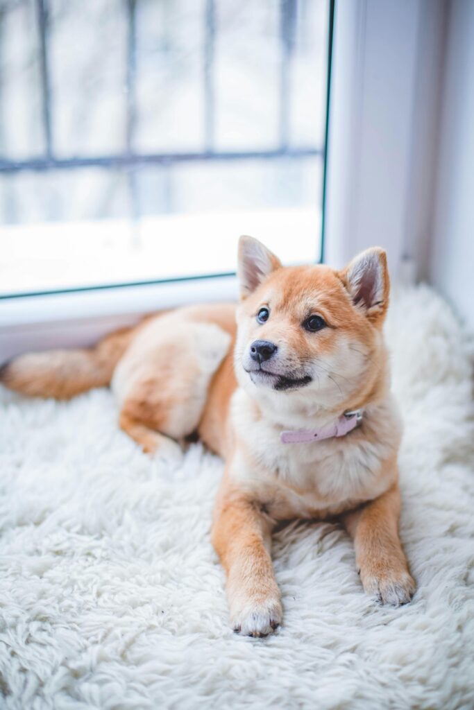 Your Dog for Back-to-School Schedule Changes