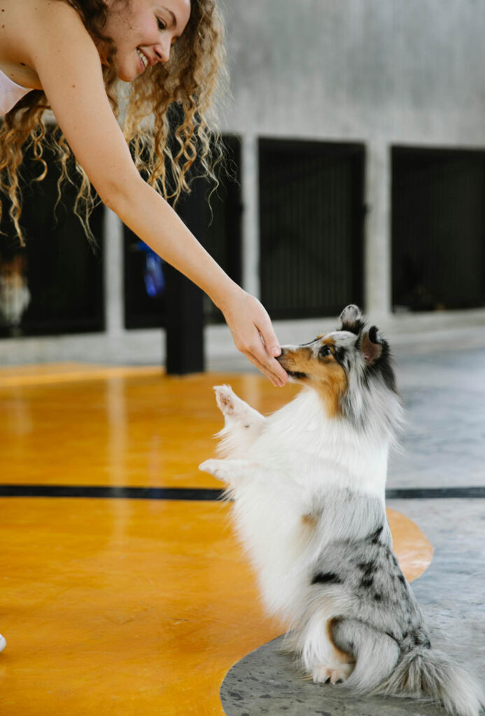 Obedience Training: A Powerful Lifelong Journey