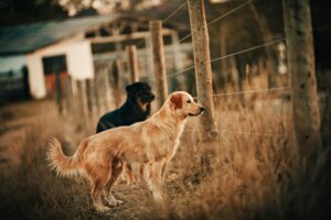 Top 5 Fall Dog Activities That Reinforce Obedience