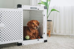 Crate Training 101: The Simple Positive Approach