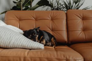 Busy Dog Owners: Proven Ways to Reinforce Training