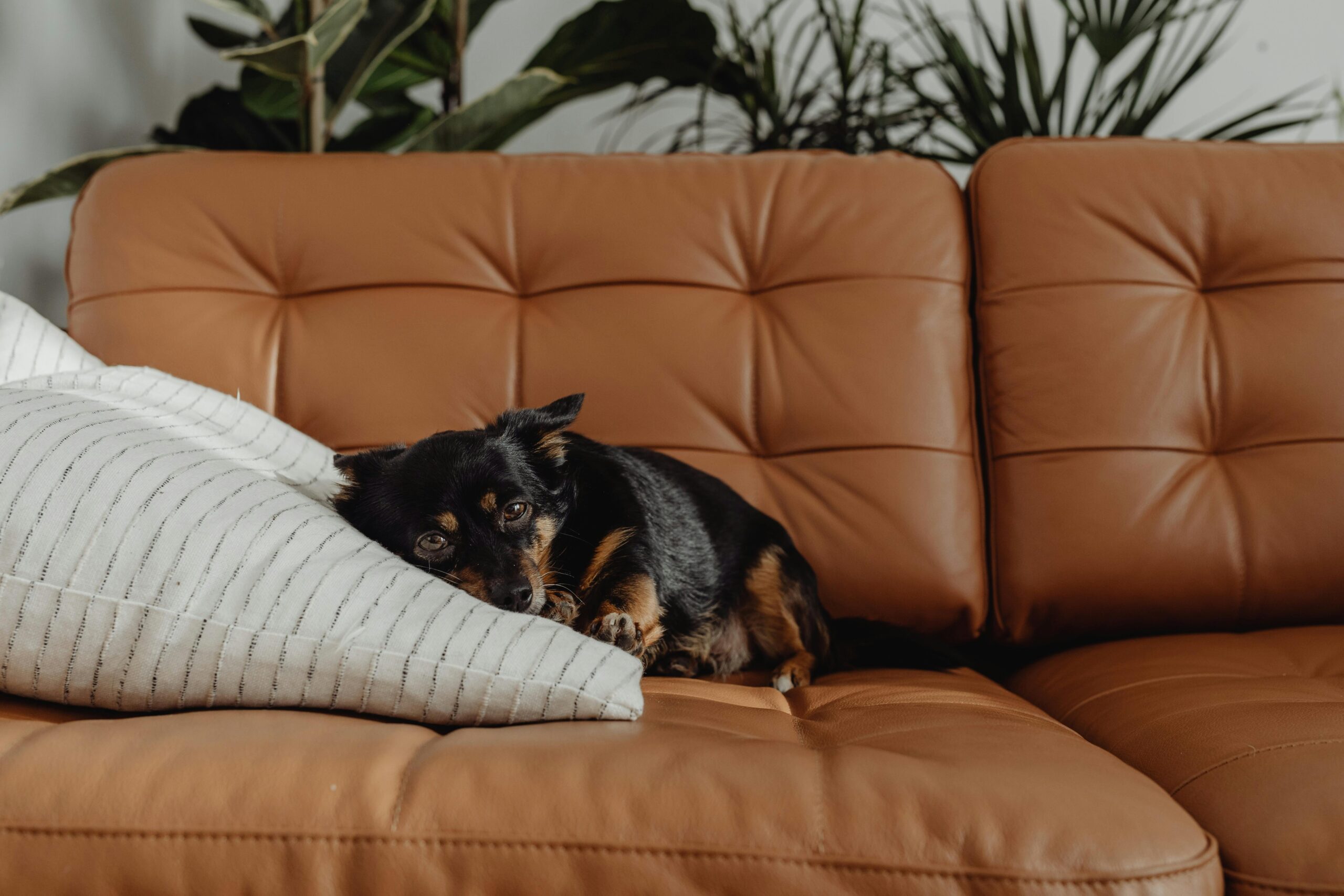 Busy Dog Owners: Proven Ways to Reinforce Training