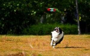Dog Parks vs. Structured Play: What’s Better for Training?