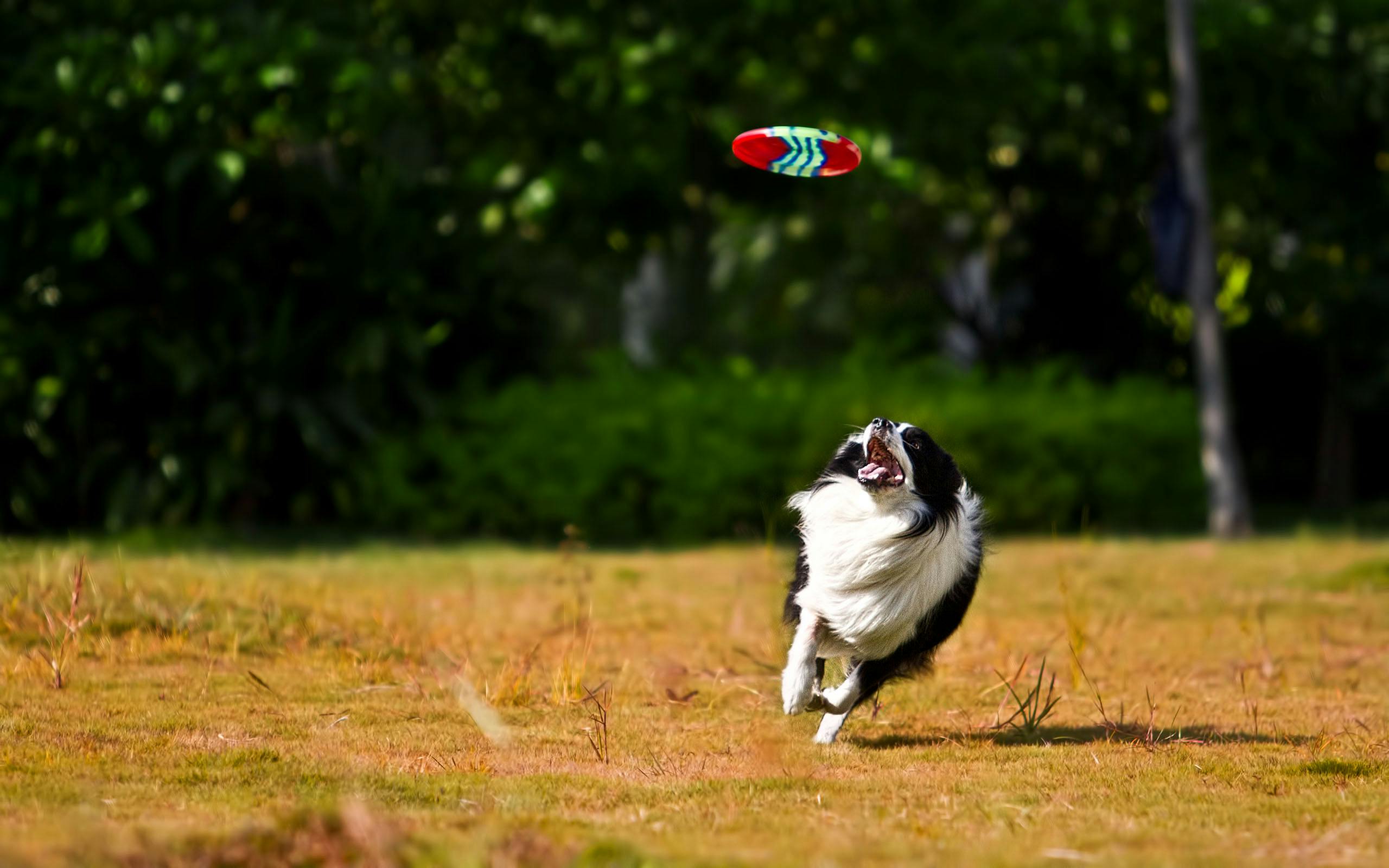 Dog Parks vs. Structured Play: What’s Better for Training?
