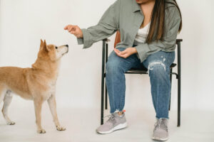 Obedience Training: A Powerful Lifelong Journey