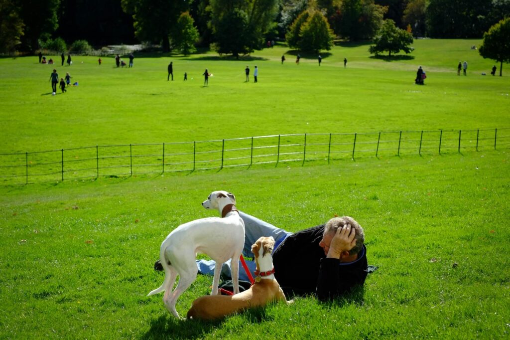 Dog Parks vs. Structured Play: What’s Better for Training?