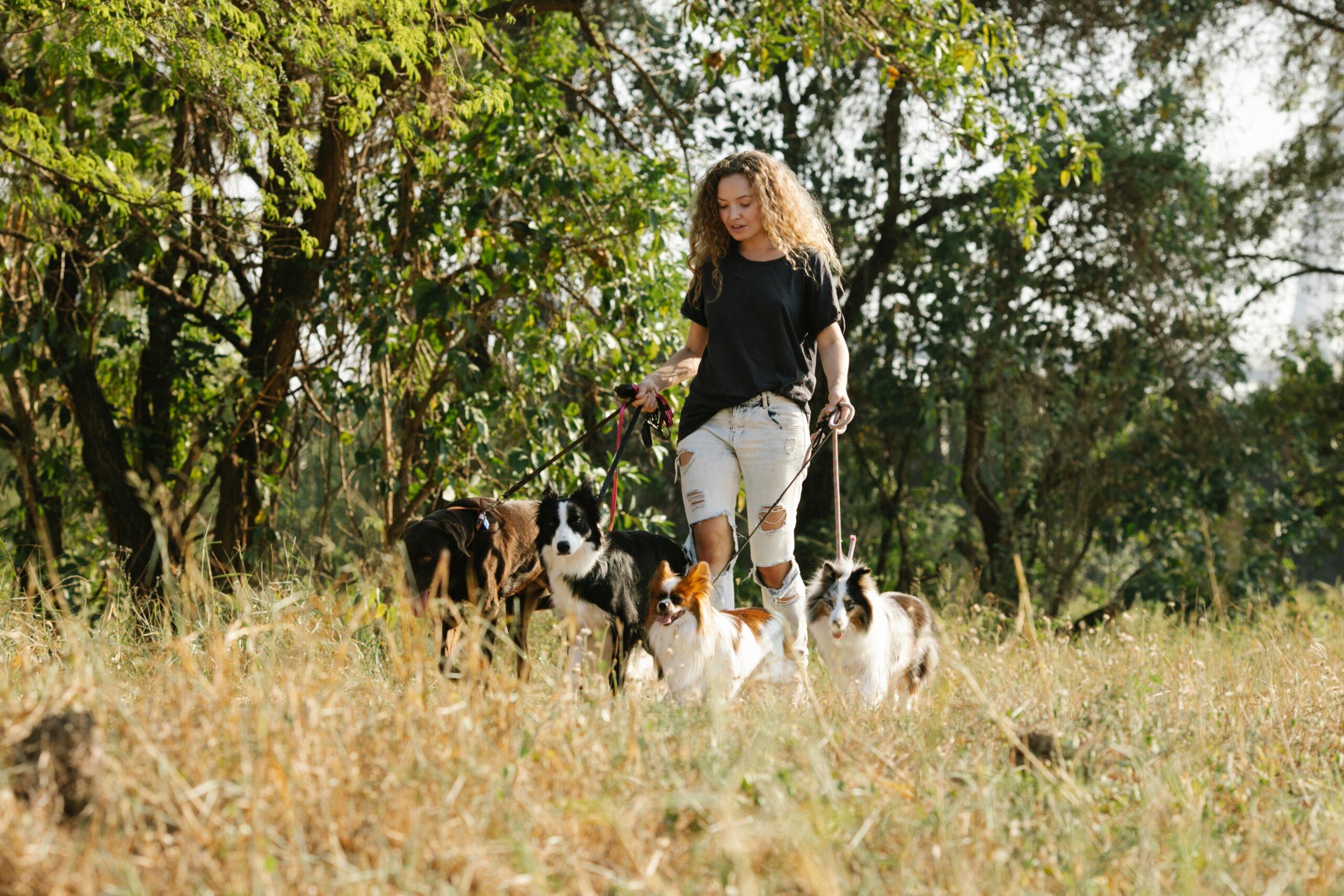 Multi-Dog Success: Expert Training Tips for a Happy Pack