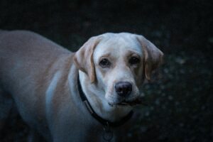 Leash Reactivity: Powerful Causes, Fixes, & Myths Explained
