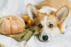 Spooky Halloween with Dogs: Fun Costumes, Candy, and Chaos